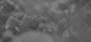 portfolio_featured_image2